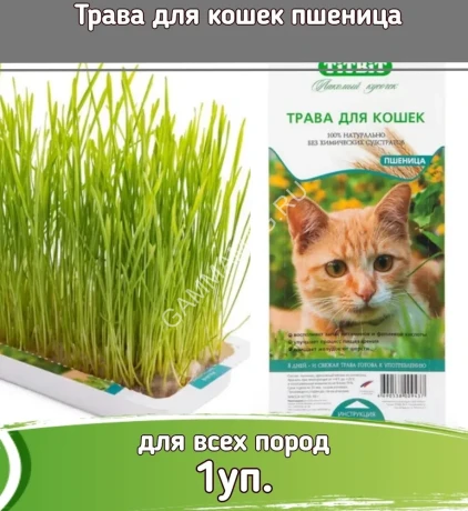 TiTBiT трава для кошек пшеница